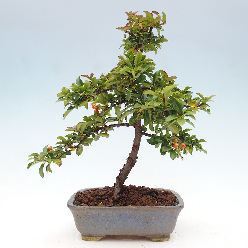 Outdoor bonsai-Pyracantha Teton -Hlox