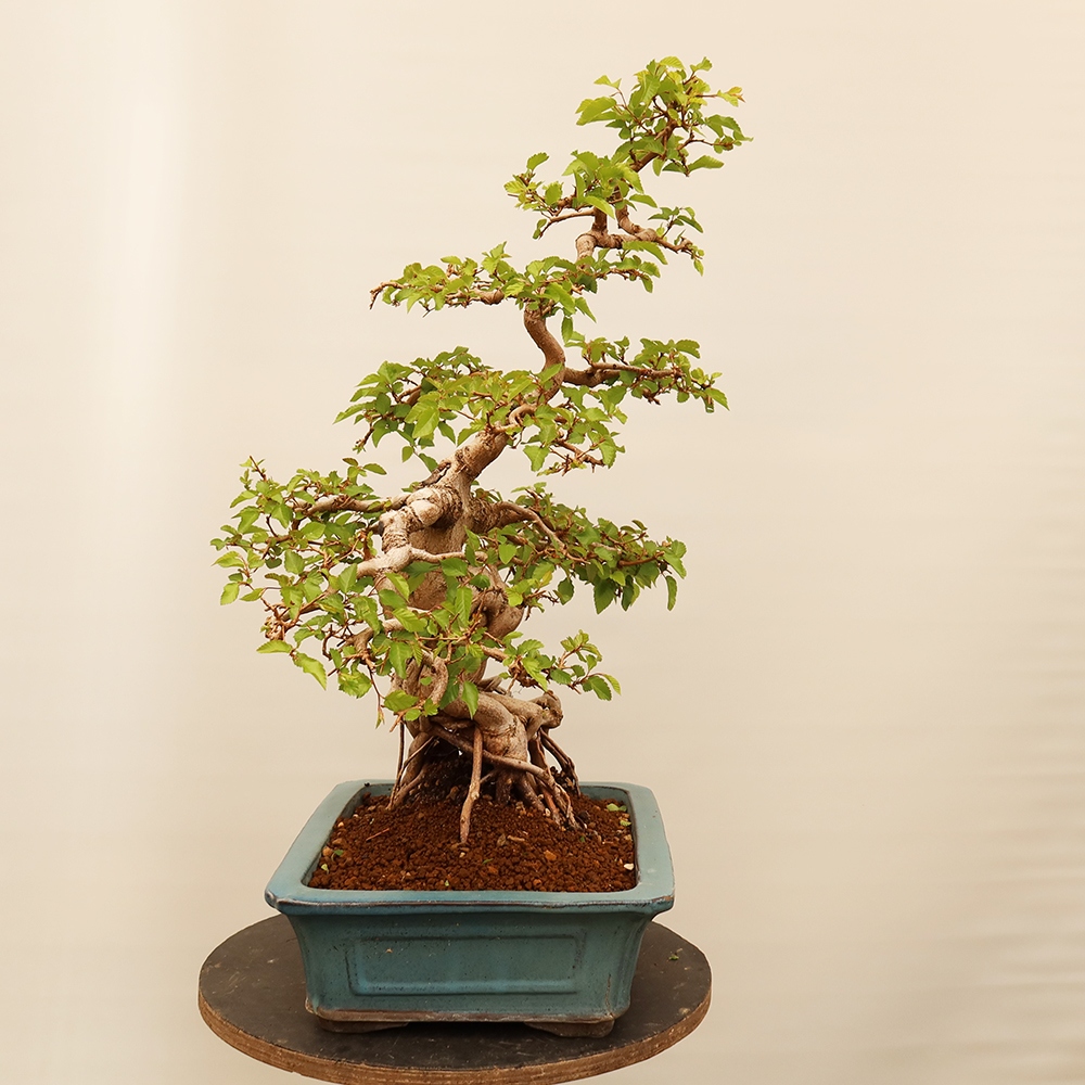 Bonsai plenerowe - Carpinus Coreana - grab koreański