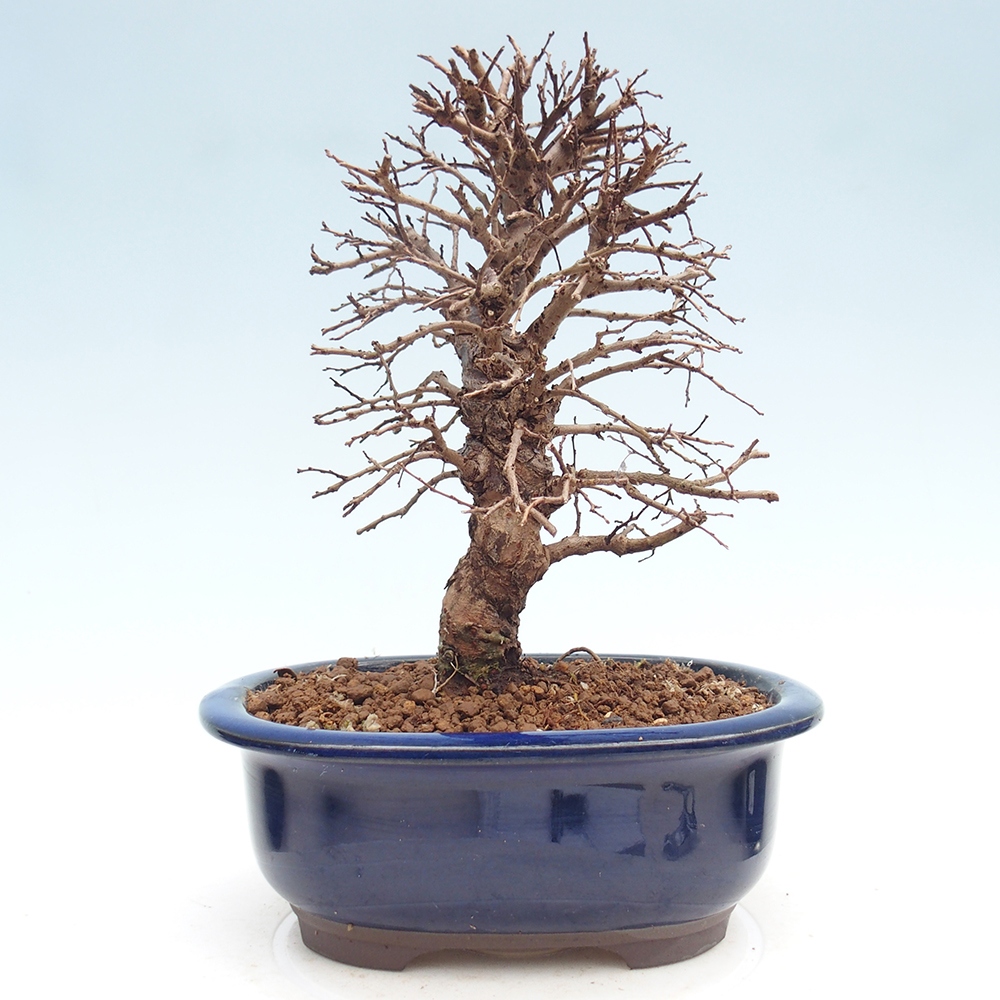 Bonsai zewnętrzne - Zelkova - Zelkova NIRE