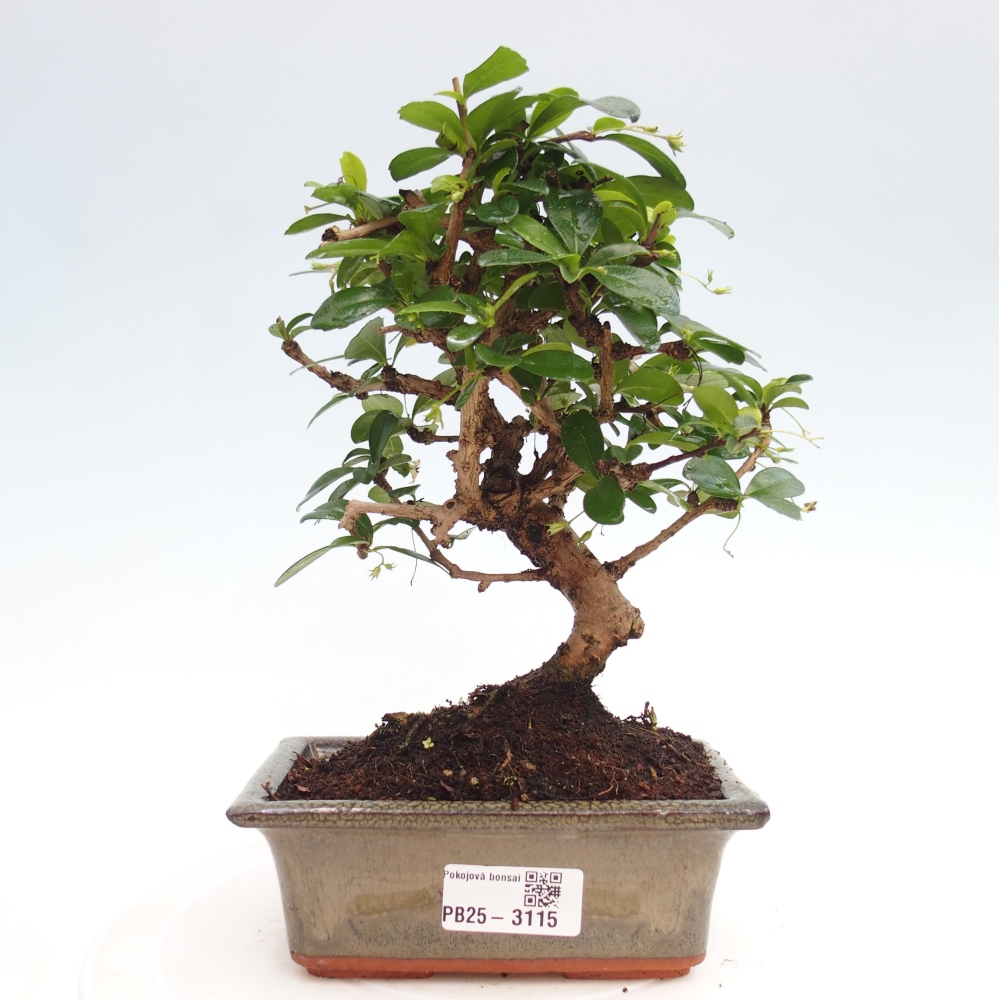 Bonsai wewnętrzne - Carmona makrophylla - Herbata Fuki