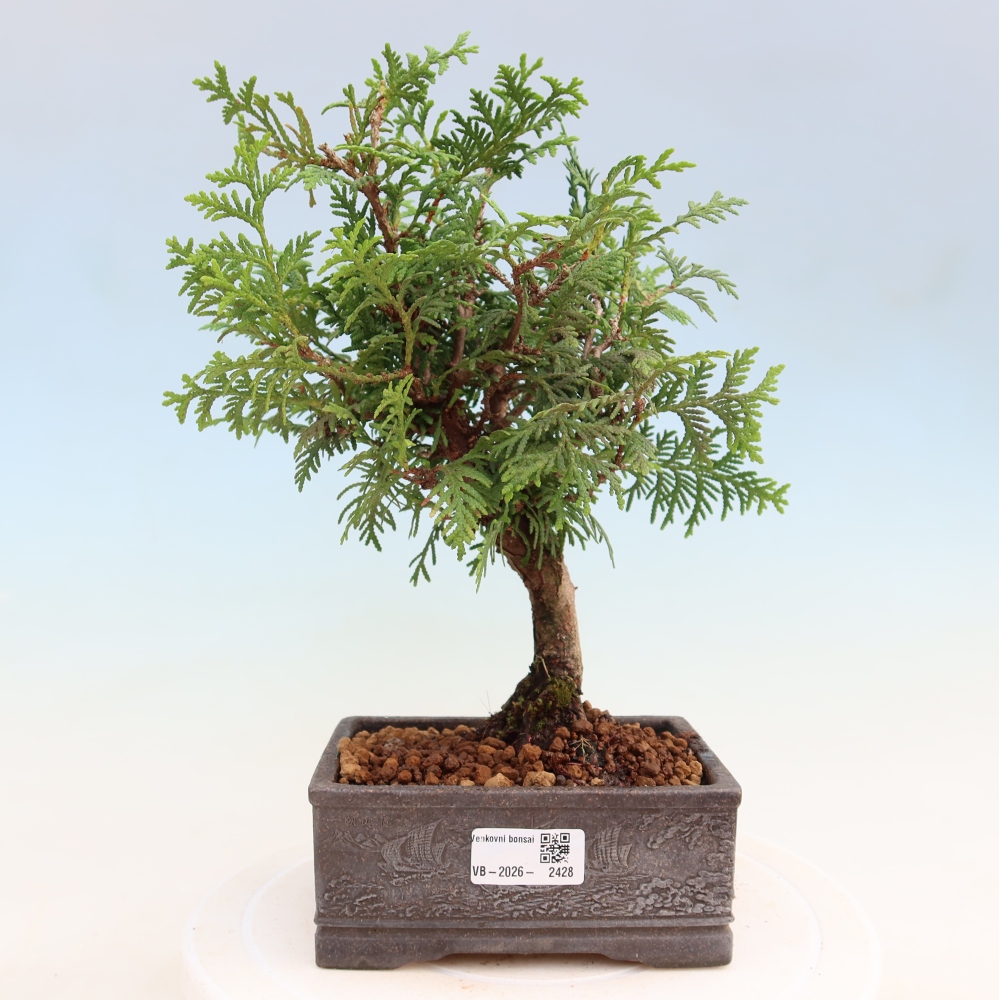 Bonsai ogrodowe – Thuja occidentalis – tuja zachodnia