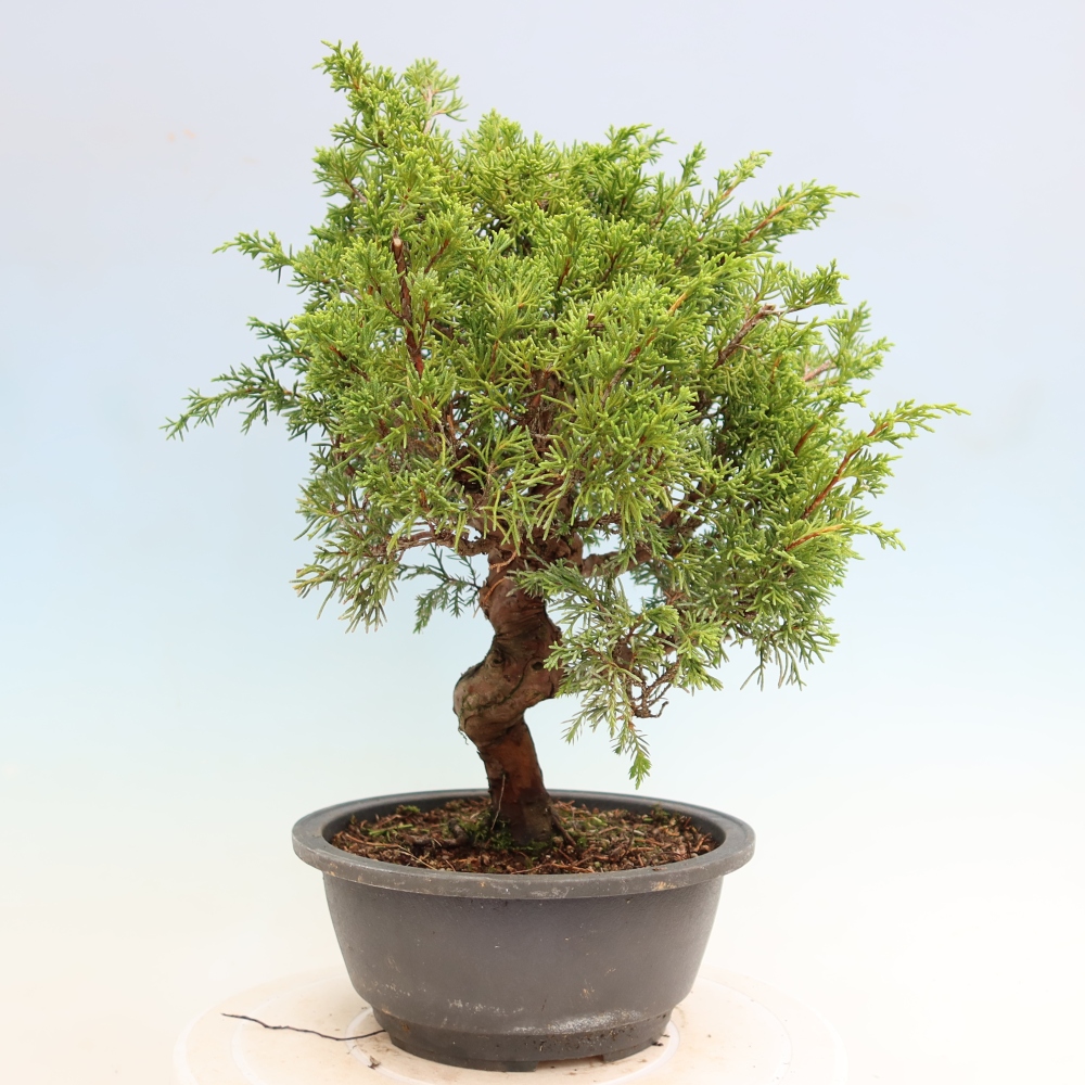 Bonsai ogrodowe – Juniperus chinensis Itoigawa – jałowiec chiński