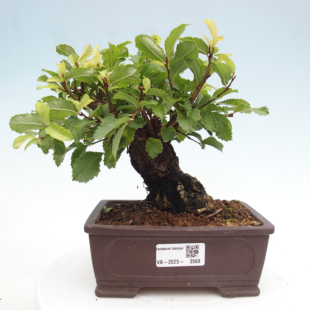 Bonsai zewnętrzne - Zelkova - Zelkova NIRE