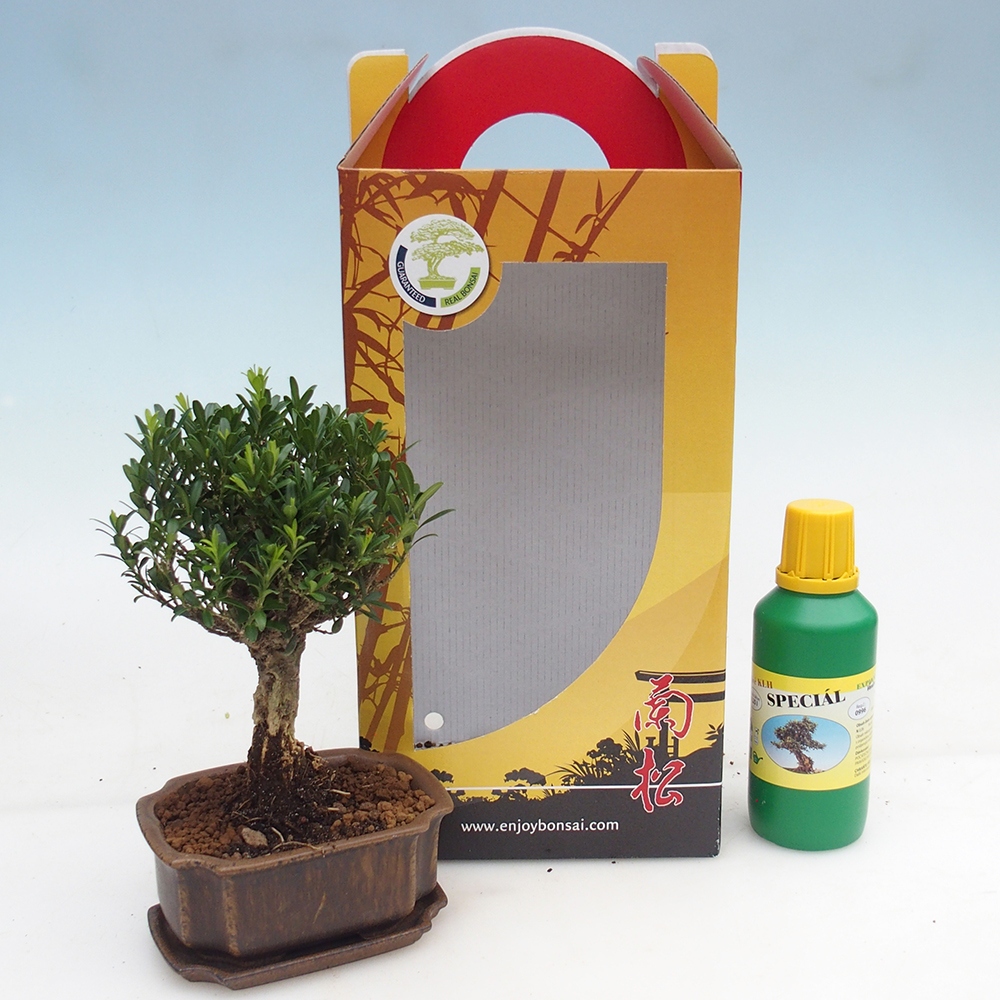 Bonsai pokojowe w pudełku upominkowym Buxus harlandii - buxus korkowy