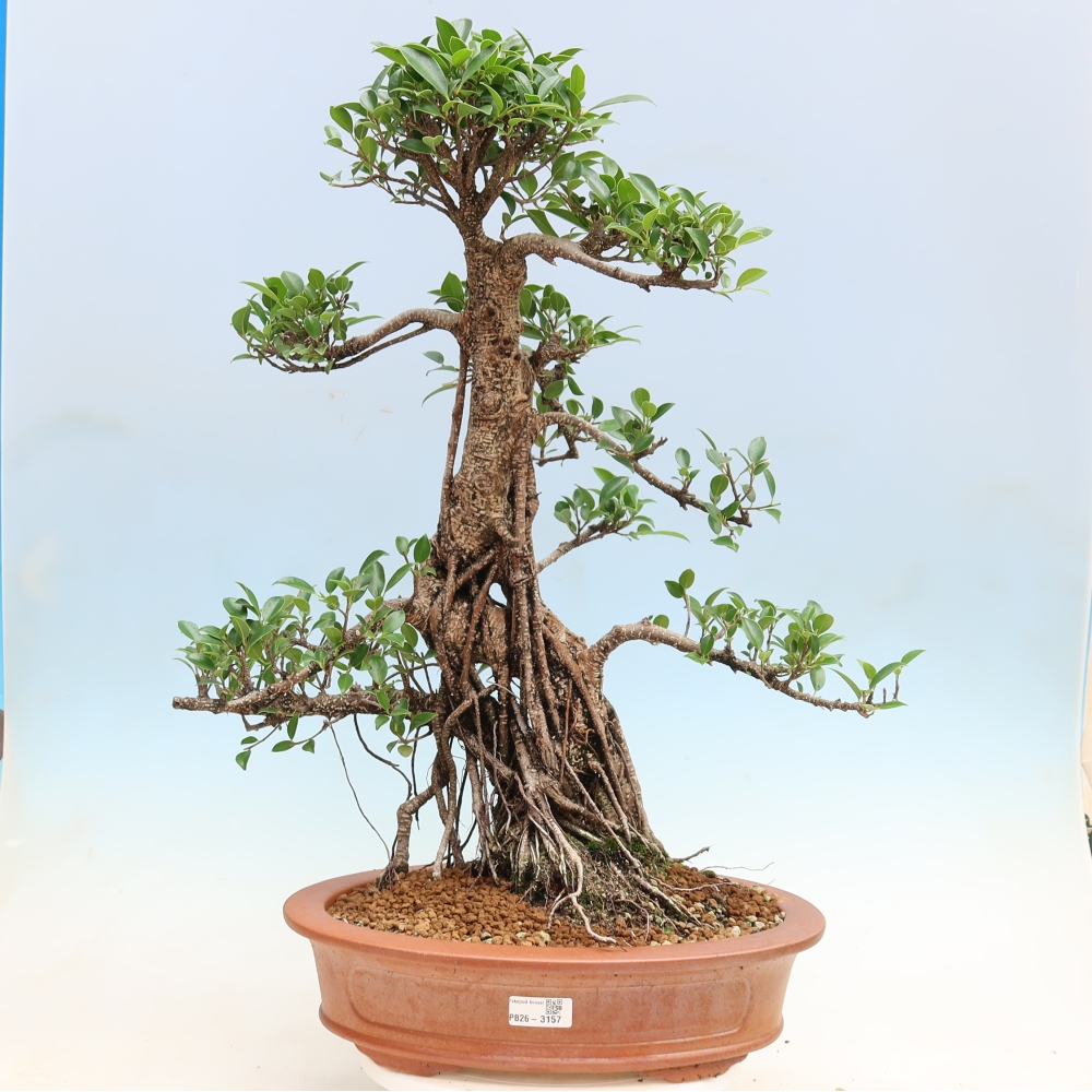Pokój bonsai - Ficus kimmen - figowiec drobnolistny
