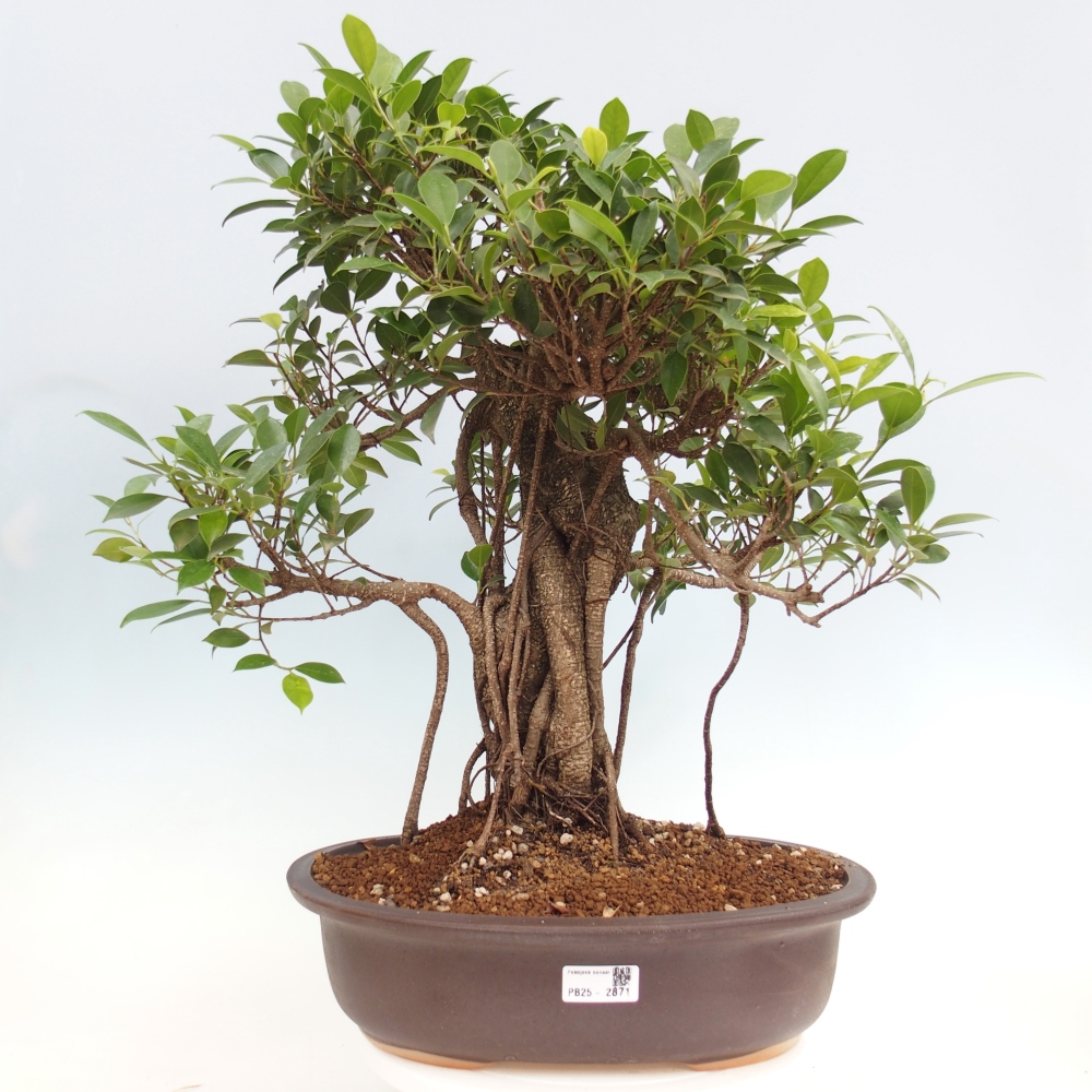 Bonsai pokojowe - Ficus kimmen - figowiec drobnolistny - WYŁĄCZNIE ODBIÓR OSOBISTY lub transport paletowy