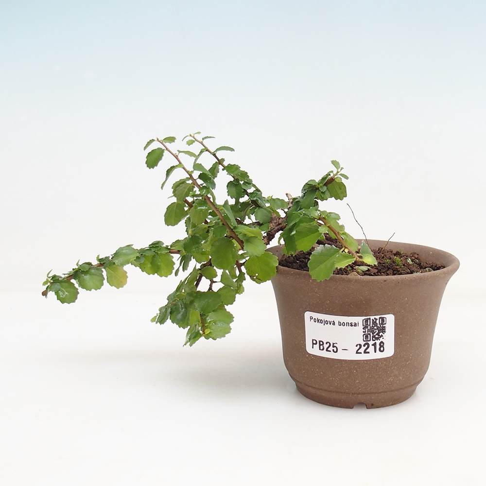 Bonsai wewnętrzne - Grewia sp. - Grewie drobnolistne