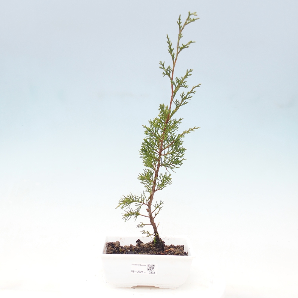 Outdoor bonsai - Juniperus chinensis Itoigawa - Jałowiec chiński