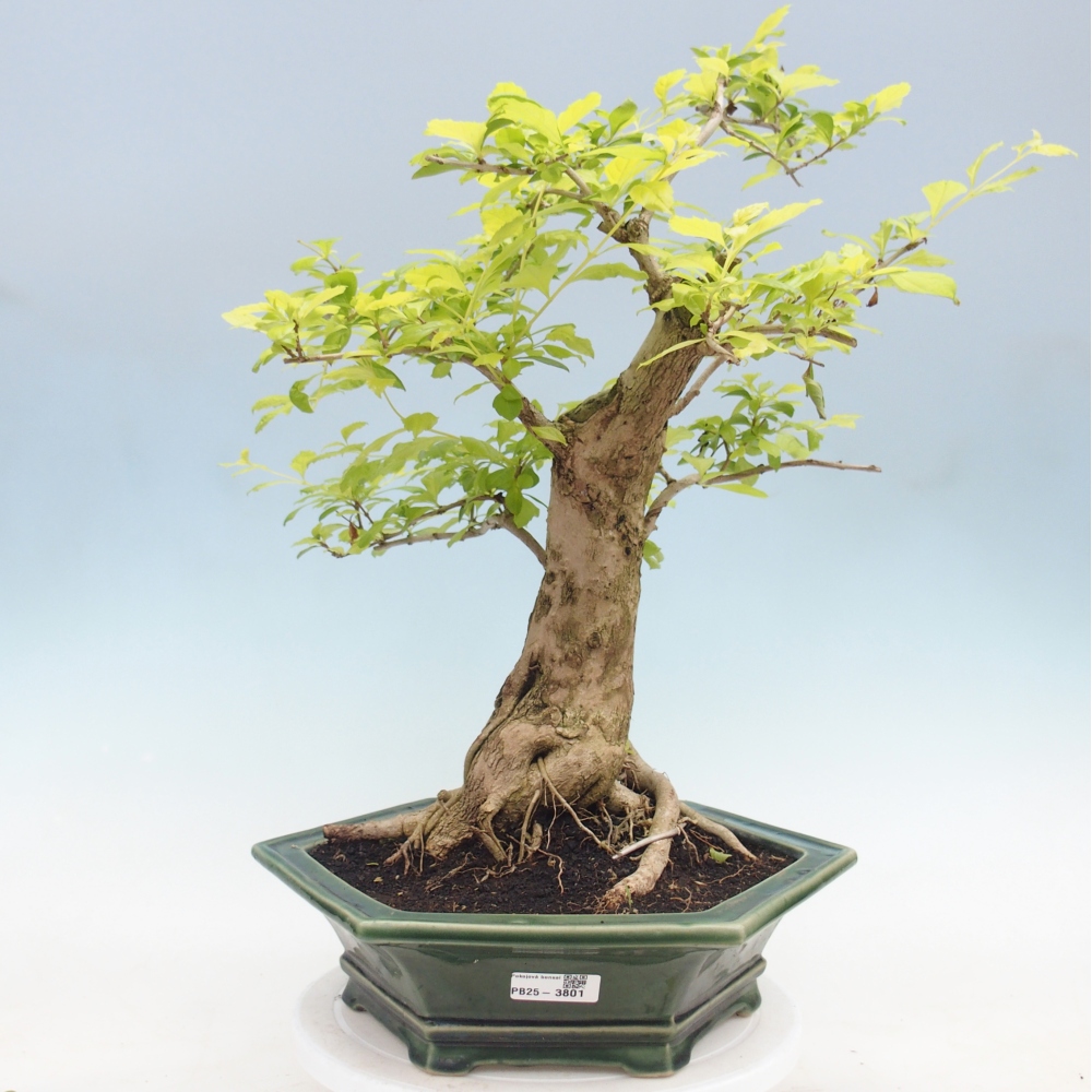 Bonsai pokojowe - Duranta erecta Aurea