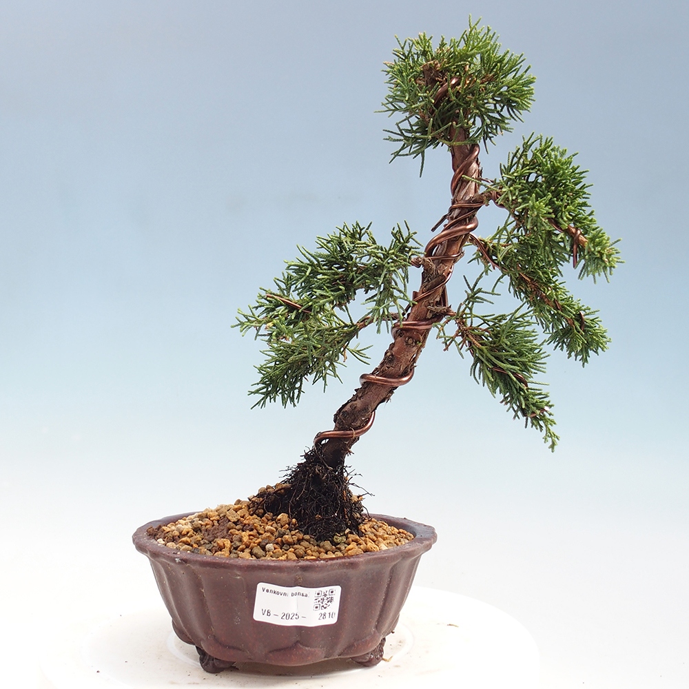 Bonsai zewnętrzne - Juniperus chinensis Kishu - Jałowiec chiński