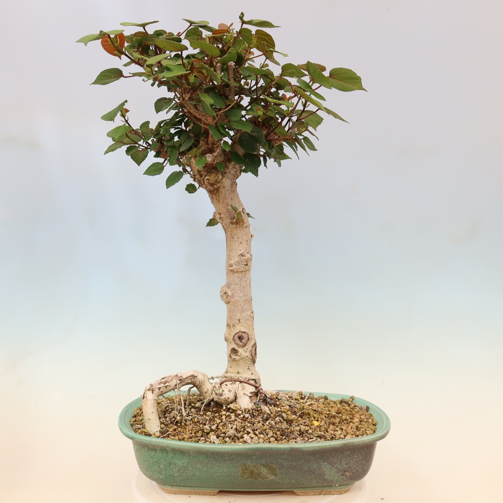 Bonsai domowe - Hibiscus tiliaceus - Hibiskus morski