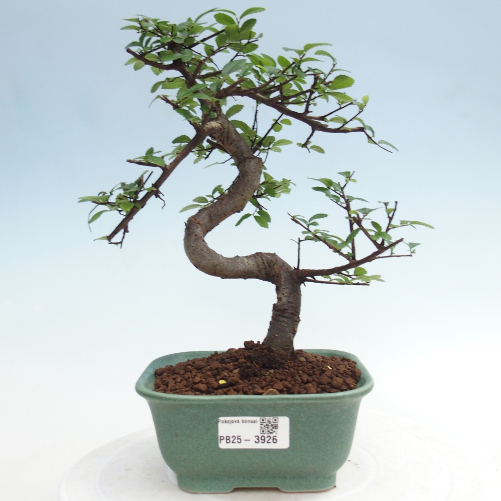 Pokój bonsai - Ulmus parvifolia - Wiąz drobnolistny