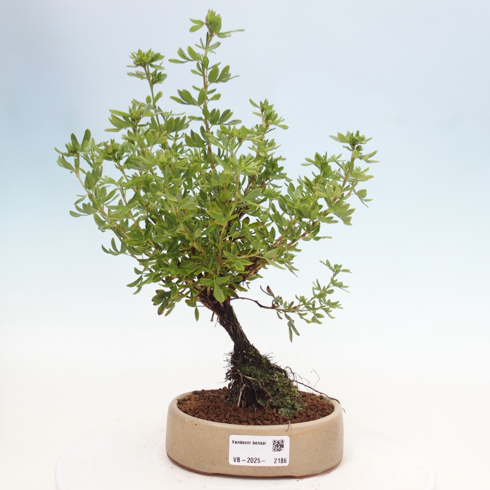 Outdoor bonsai-Pięciolistnik - Potentila fruticosa żółty Ptak