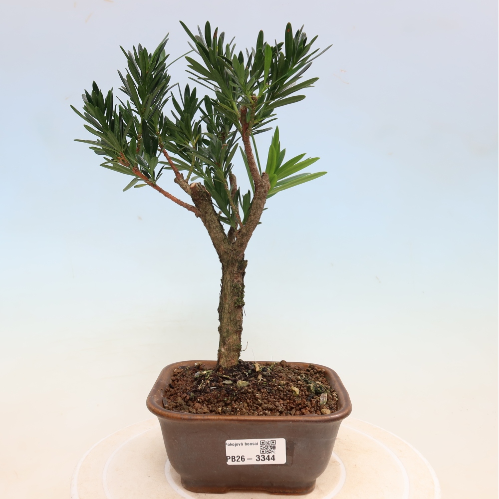 Pokój bonsai - Podocarpus - Kamienny cis