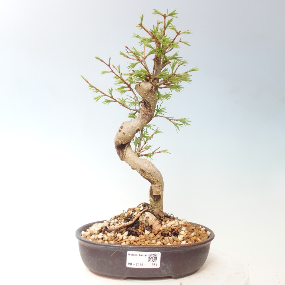 Bonsai zewnętrzne - Pseudolarix amabis-Pseudolarix amabis