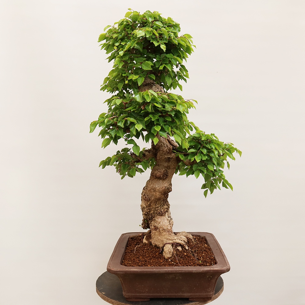 Bonsai plenerowe - Carpinus Coreana - grab koreański