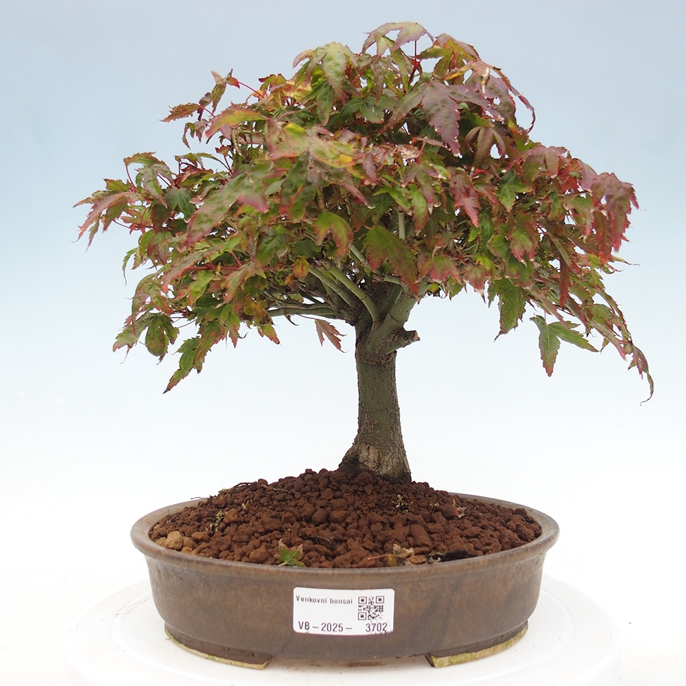 Acer palmatum KIOHIME - klon palmowy