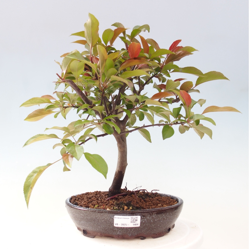 Bonsai zewnętrzne - Malus domowy - Jabłoń czerwonolistna o drobnych owocach