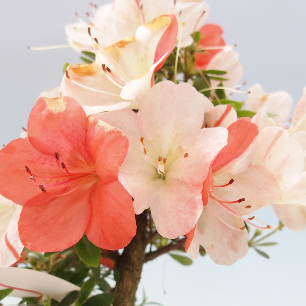Bonsai ogrodowe - azalia japońska - Azalea Asazakura