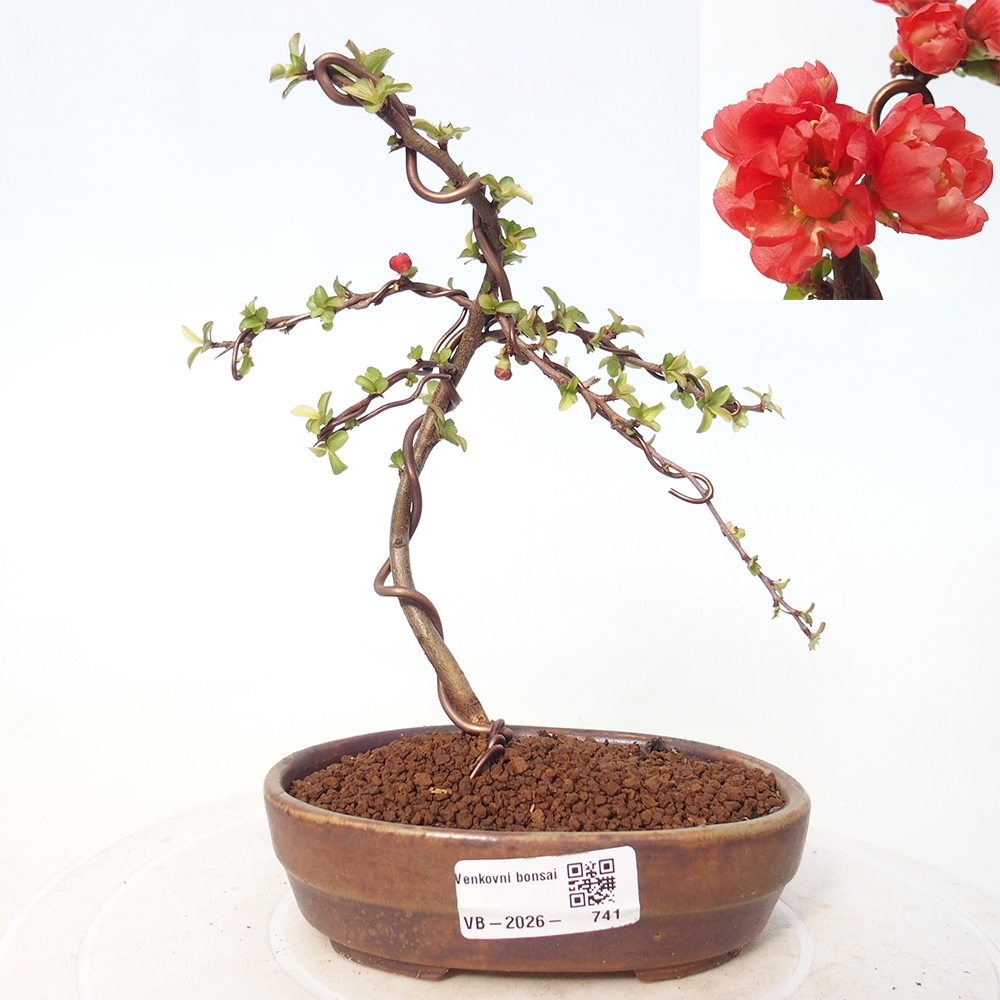 Outdoor bonsai - Chaneomeles s. Red Joy - Pigwa