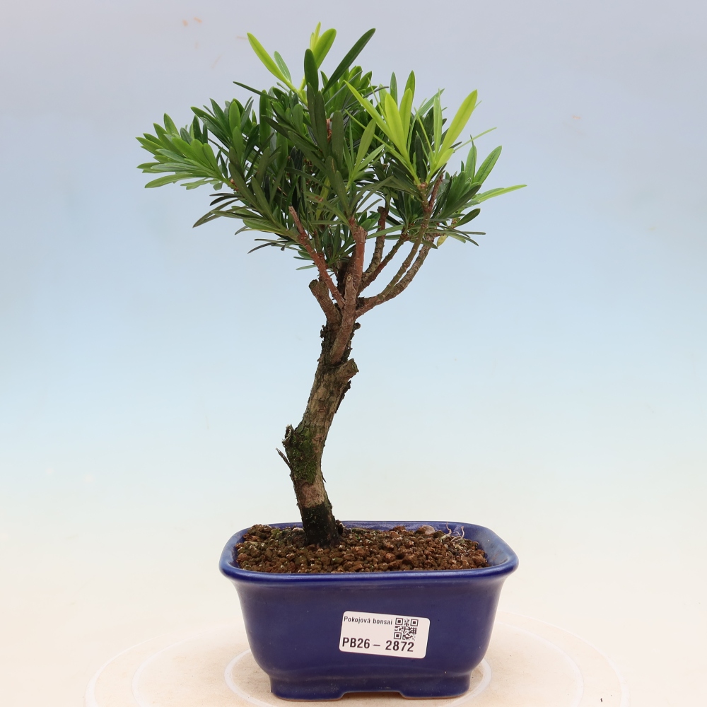 Pokój bonsai - Podocarpus - Kamienny cis