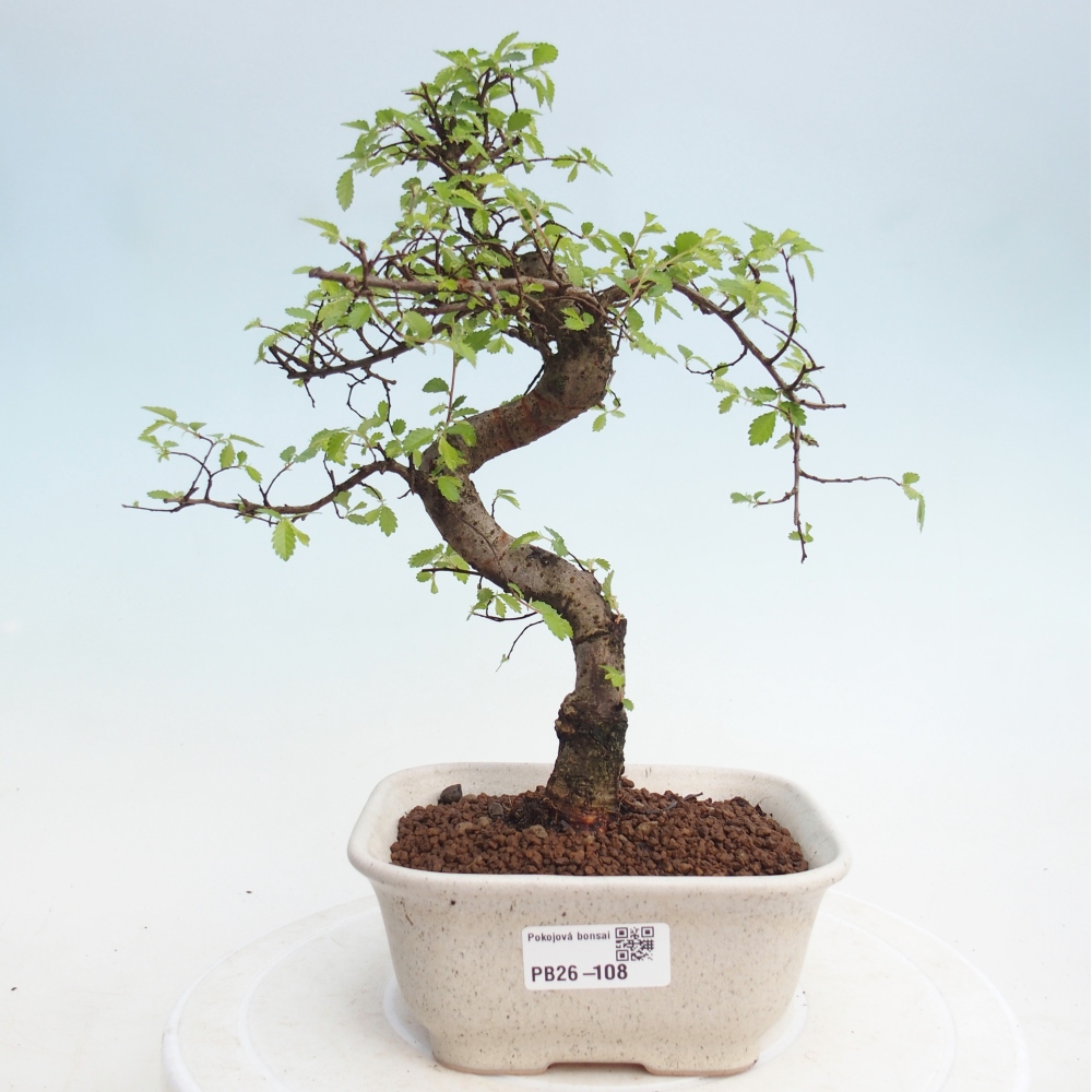 Pokój bonsai - Ulmus parvifolia - Wiąz drobnolistny