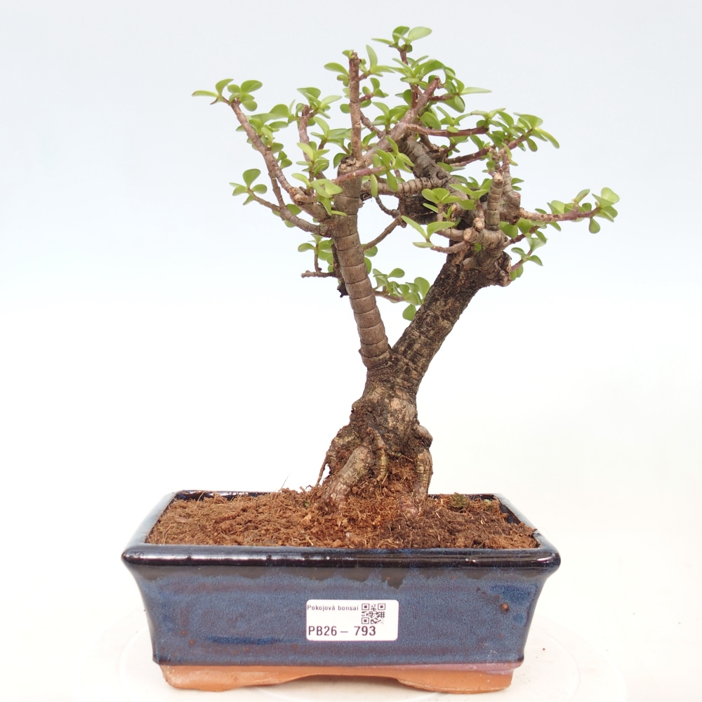 Pokój bonsai - Portulakaria Afra - Tlustice