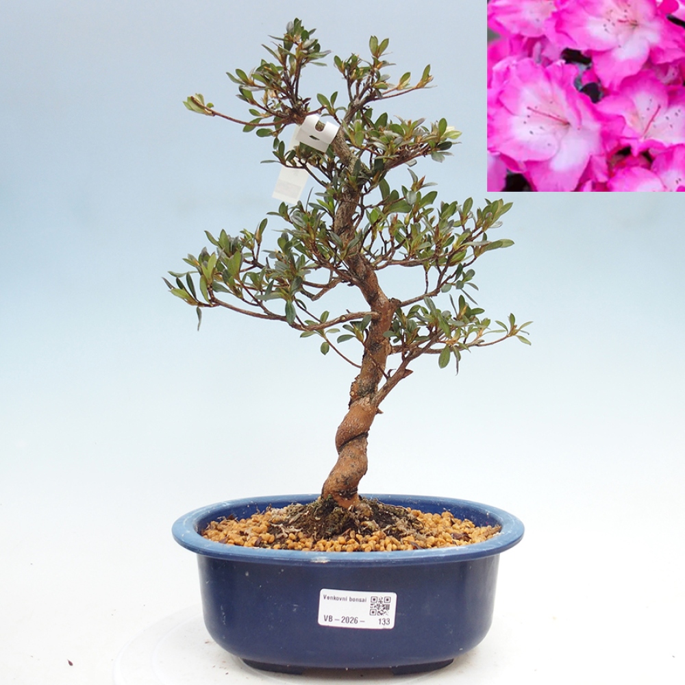 Bonsai zewnętrzne - Azalia japońska - Azalia Mio