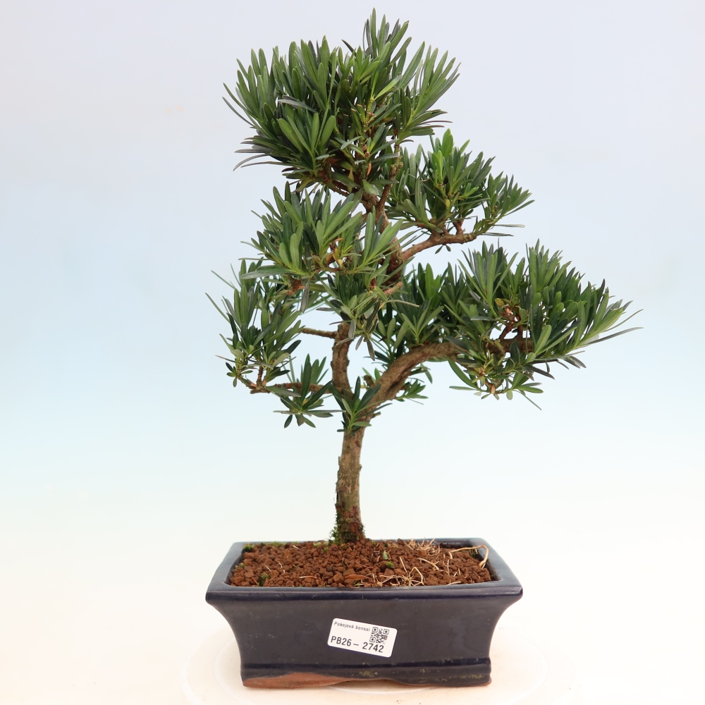 Pokój bonsai - Podocarpus - Kamienny cis