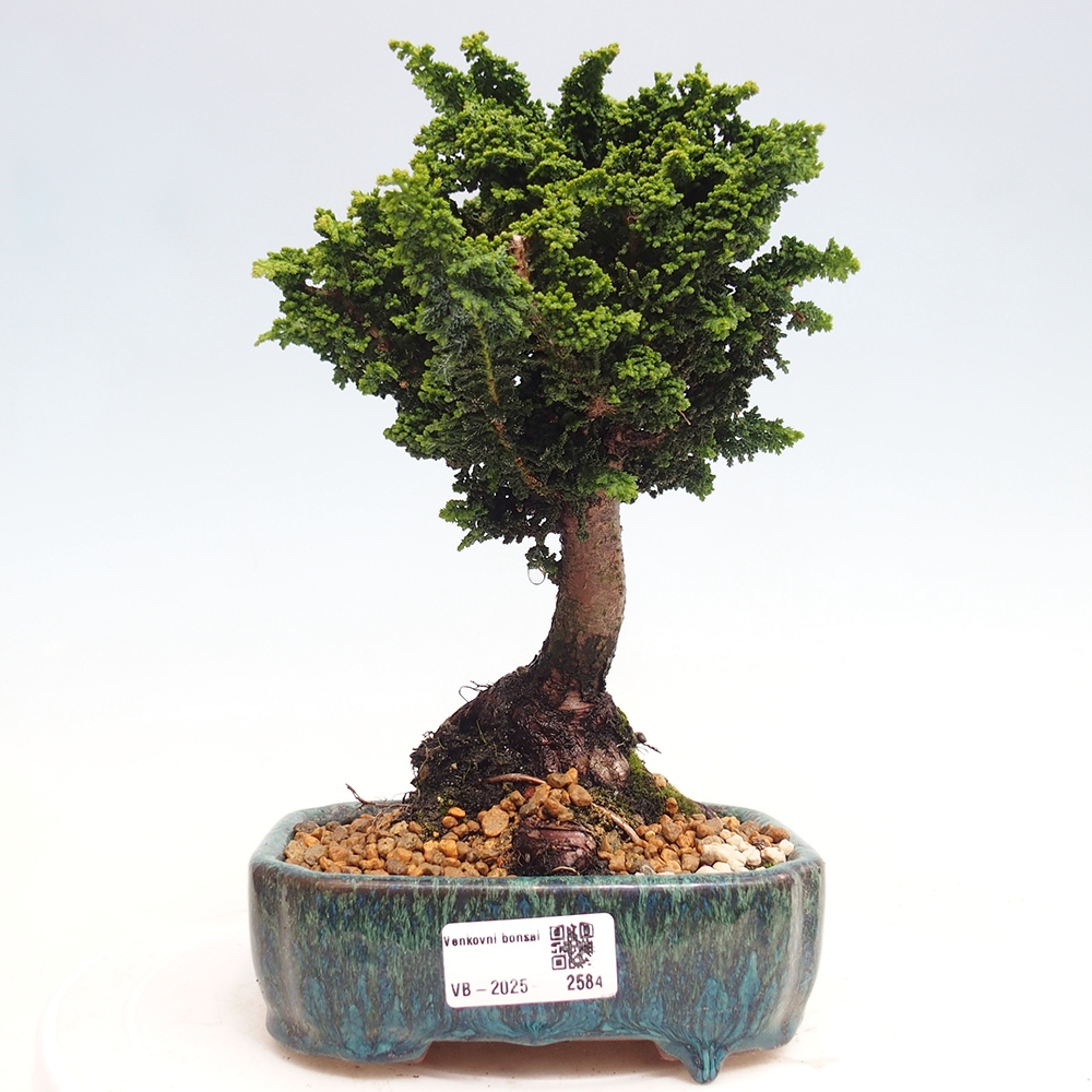 Bonsai zewnętrzne - Cham. obtusa SEKKA HINOKI - Cyprys