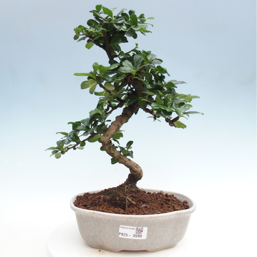 Bonsai pokojowe - Carmona macrophylla - Tea fuki