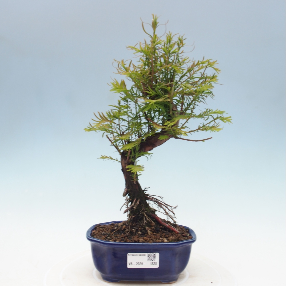 Outdoor bonsai - Metasequoia glyptostroboides - chińskie metasekvoje