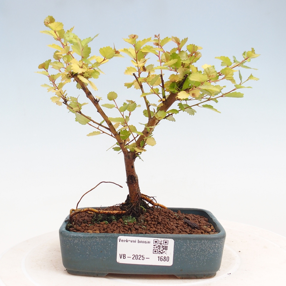 Bonsai zewnętrzne - brzoza karłowata - Betula NANA Treasure