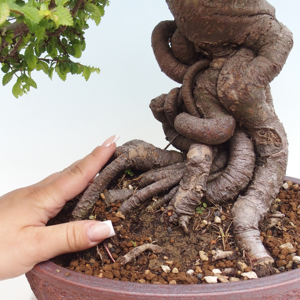Outdoor bonsai - Ulmus parvifolia Hokkaido - wiąz chiński