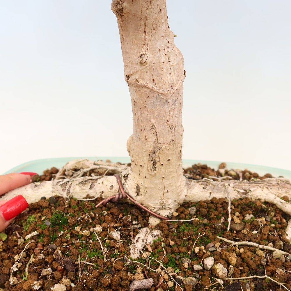 Bonsai domowe - Hibiscus tiliaceus - Hibiskus morski
