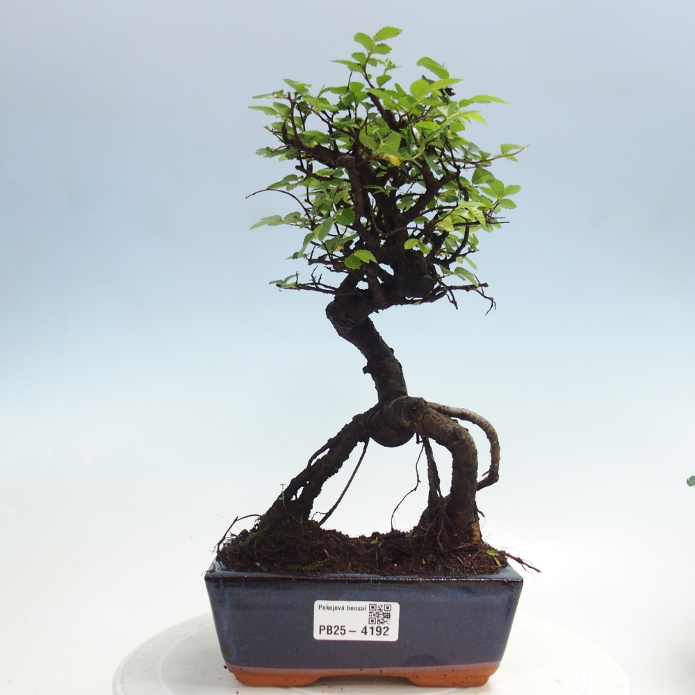 Pokój bonsai - Ulmus parvifolia - Wiąz drobnolistny