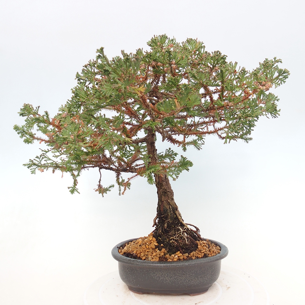 Bonsai na zewnątrz - Chamaecyparis thyoides - Cyprys
