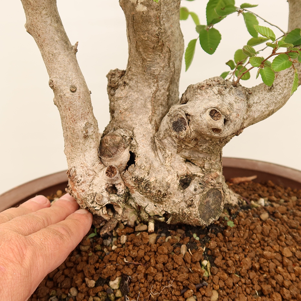 Bonsai plenerowe - Carpinus Coreana - grab koreański