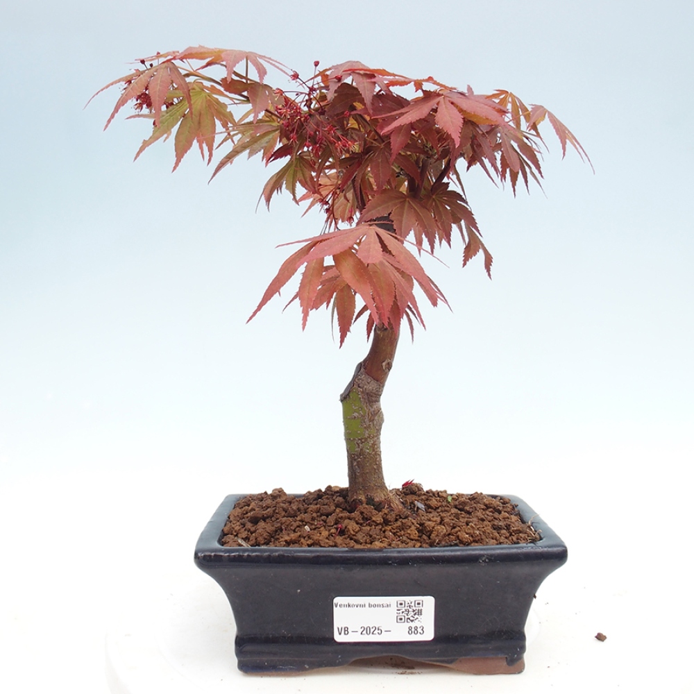 Bonsai zewnętrzne - palma Acer. Klon Atropurpureum-Palmleaf