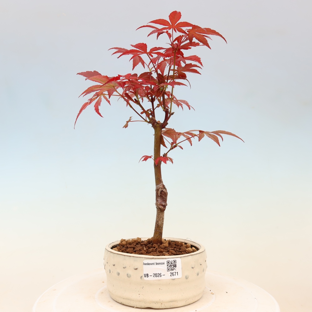 Bonsai na zewnątrz - Palma Acer. Atropurpureum-Javor palmate