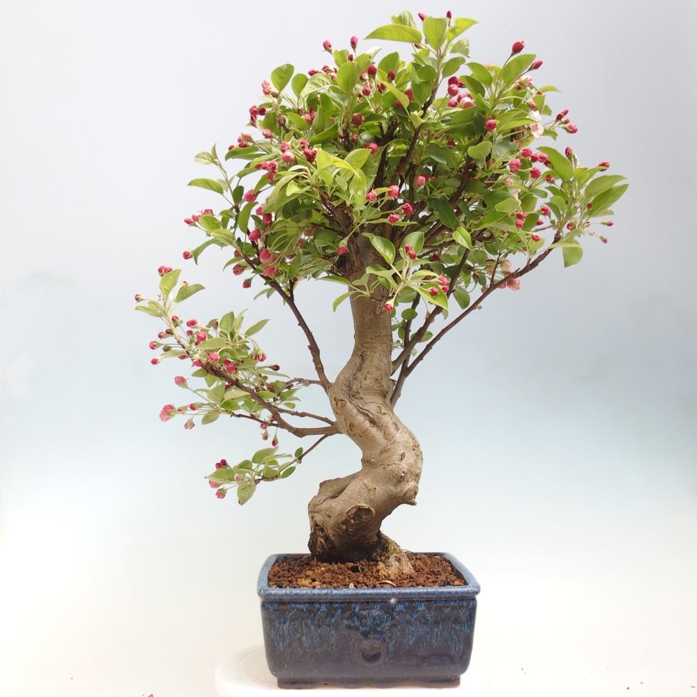 Outdoor bonsai - Malus halliana - Jabłoń drobnoowocowa