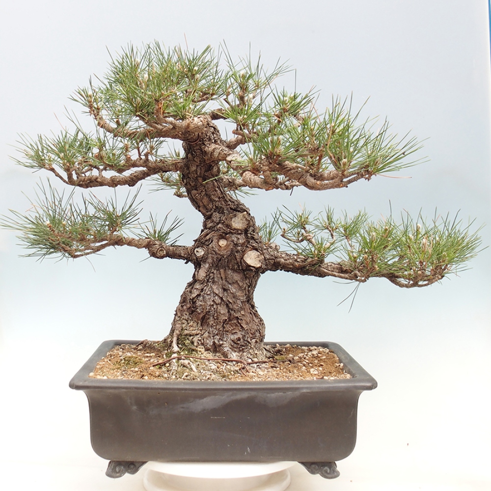 Outdoor bonsai - Pinus thunbergii - sosna Thunberga