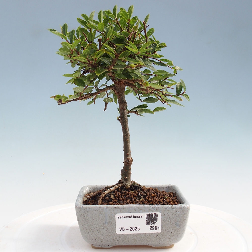 Bonsai zewnętrzne - Ulmus parvifolia Sagei - Wiąz drobnolistny