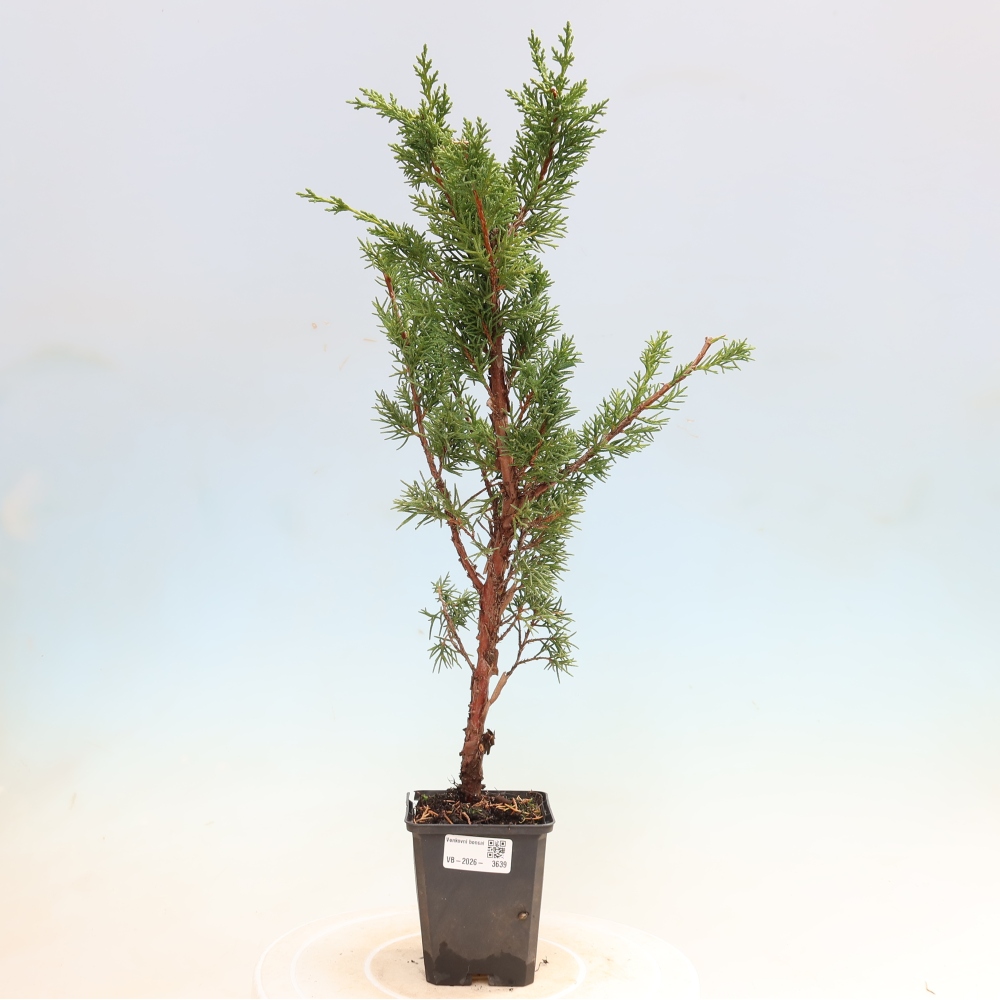 Outdoor bonsai - Juniperus chinensis Kishu