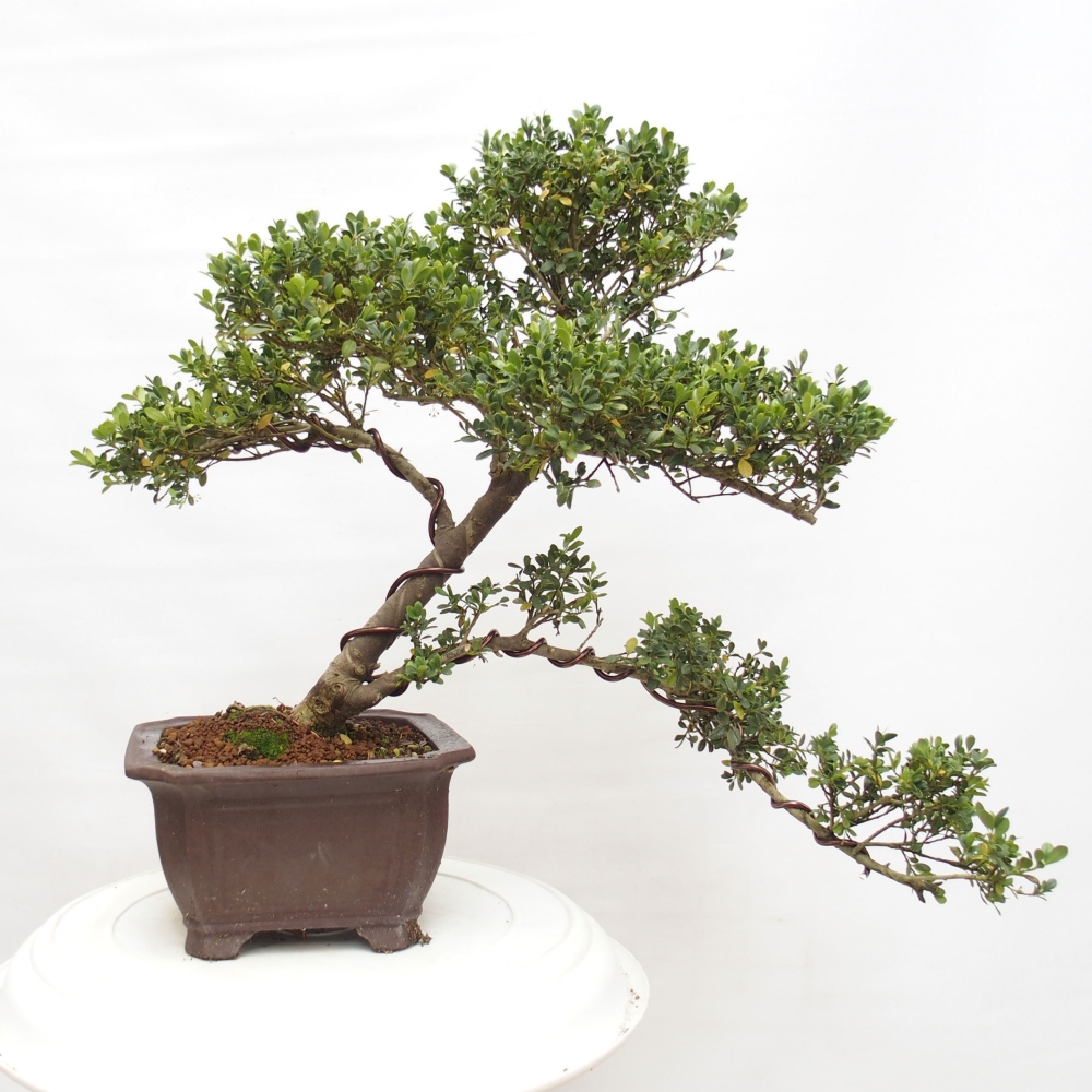 Kryty bonsai - Ilex crenata - Holly