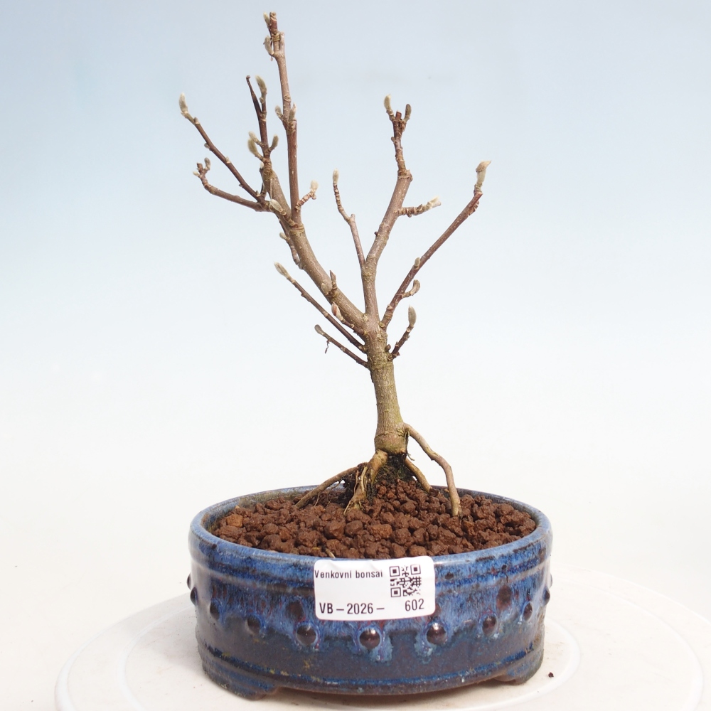 Bonsai na zewnątrz - Magnolia stellata
