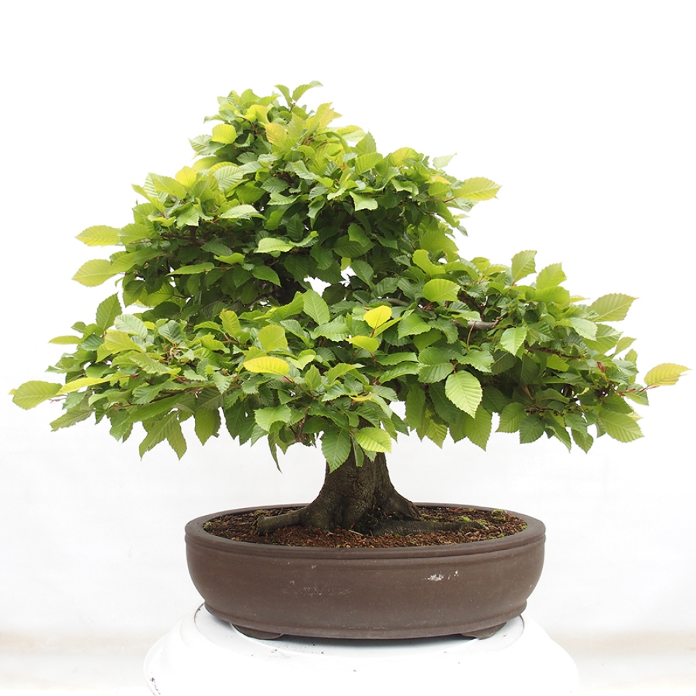 Bonsai zewnętrzne - Grab - Carpinus betulus