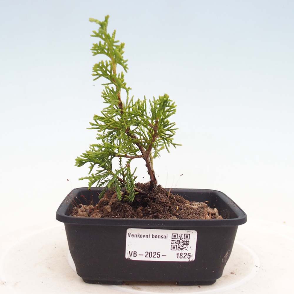 Outdoor bonsai - Juniperus chinensis Itoigawa - Jałowiec chiński