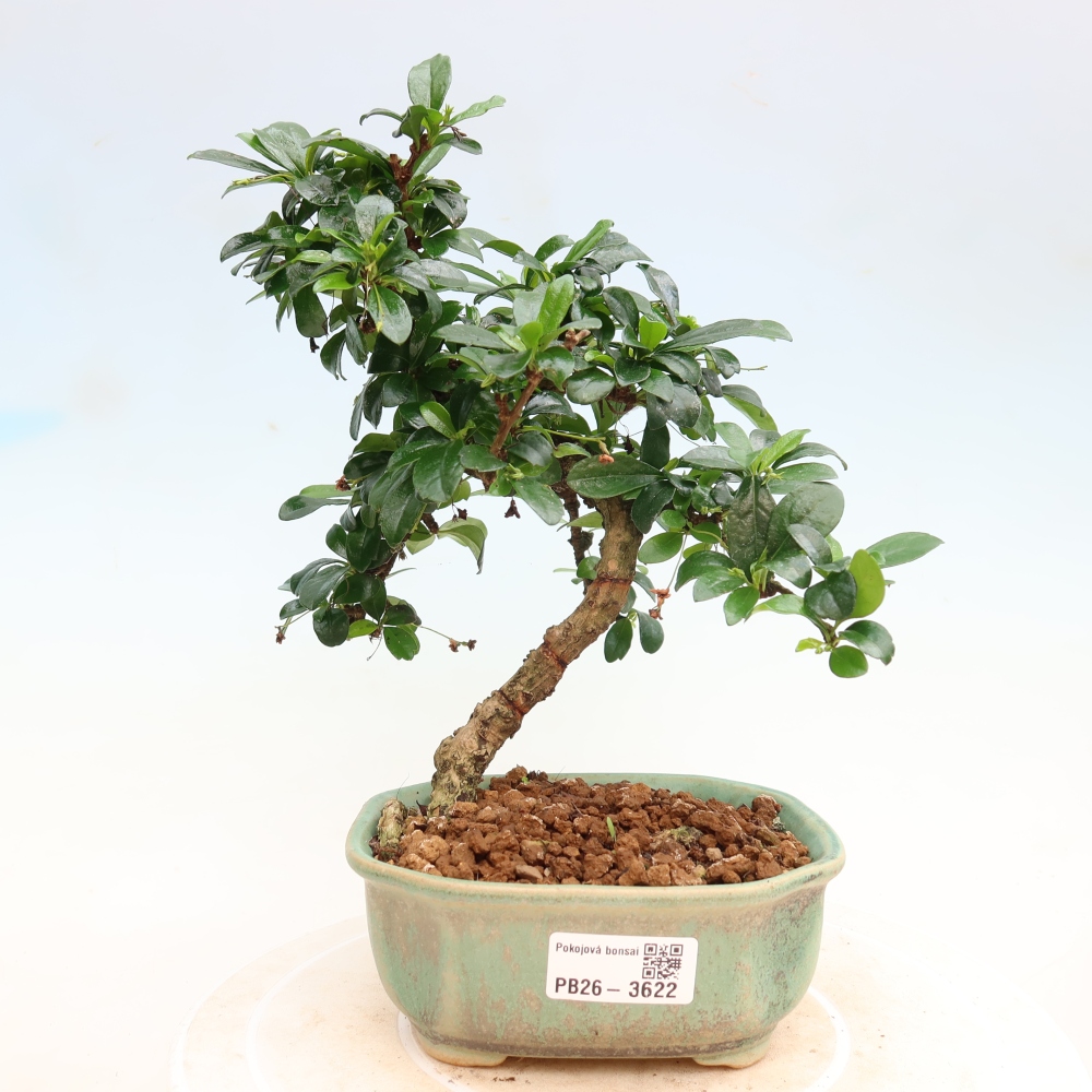 Bonsai pokojowe - Carmona macrophylla - Tea fuki