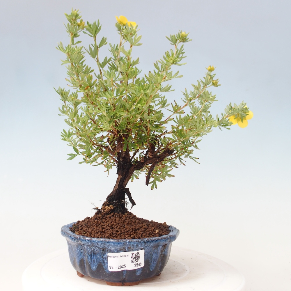 Outdoor bonsai-Pięciolistnik - Potentila fruticosa żółty Ptak